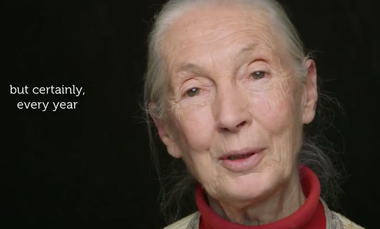 Deze prachtige video van primatologe Jane Goodall zet je aan het denken