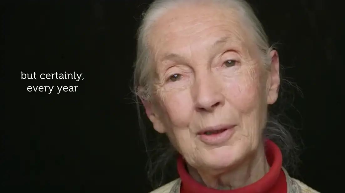 Deze prachtige video van primatologe Jane Goodall zet je aan het denken