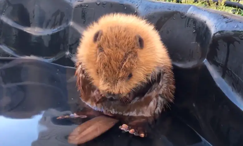 Dit filmpje van een bever die schrikt van zijn eigen staart is het liefste dat je vandaag gaat zien