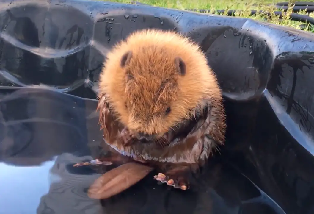 Dit filmpje van een bever die schrikt van zijn eigen staart is het liefste dat je vandaag gaat zien