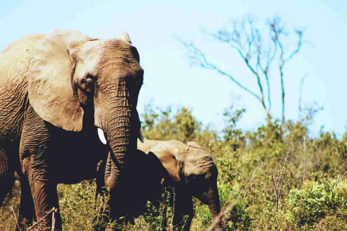 Prachtig: man roept de olifanten die hij redde en ze komen massaal zijn kant op