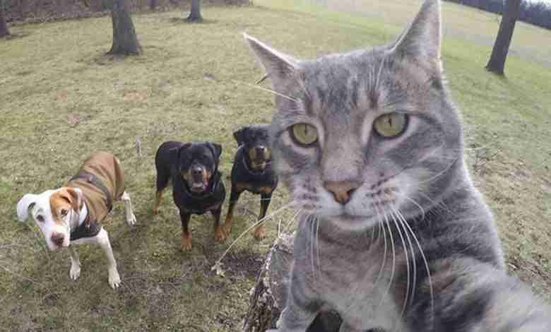 Deze kat is de ultieme selfie-koning van Instagram