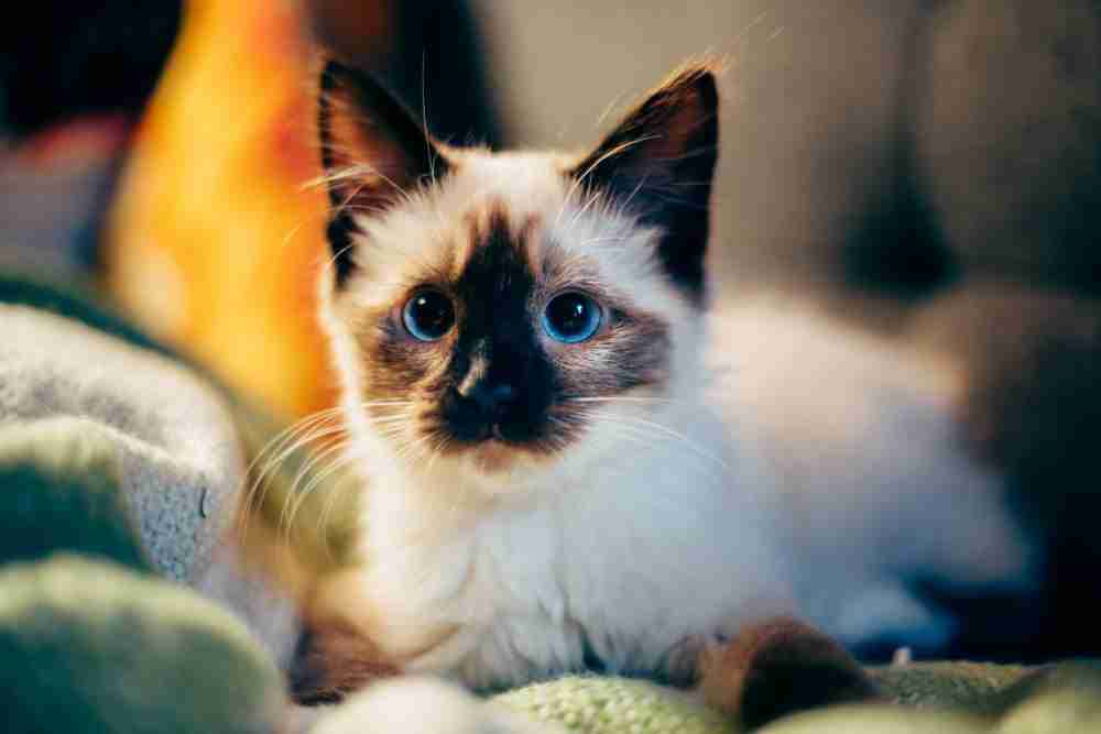 Kitten therapie: hier wordt je toch blij van!