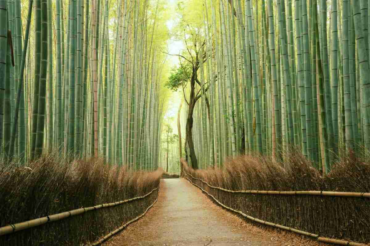 Buigen als bamboe waarom verandering niet erg is