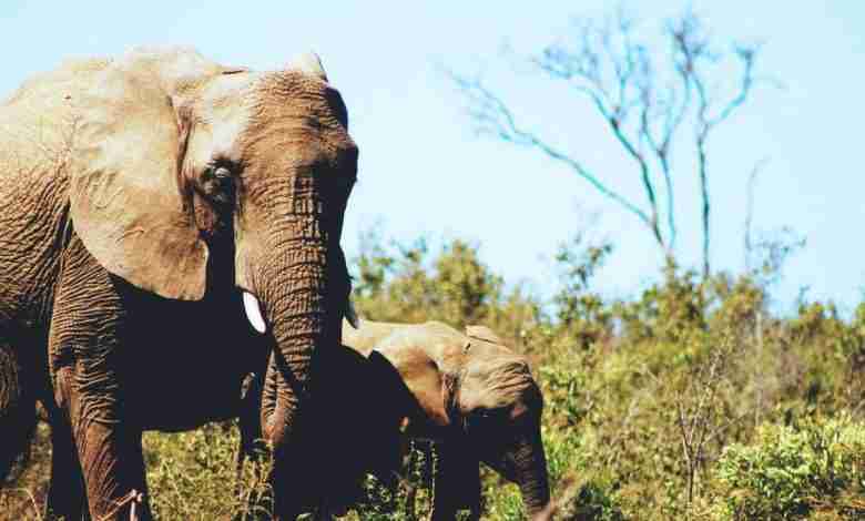 Levensles: De olifanten en het touw