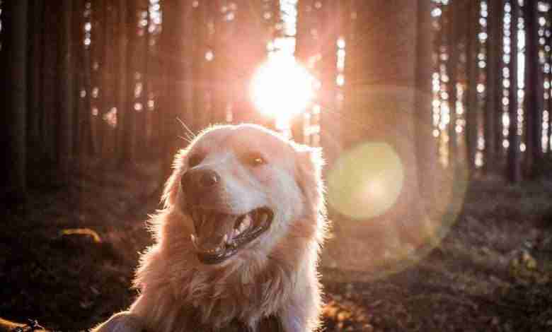 Geen excuses meer: een hond blijkt goed voor je gezondheid