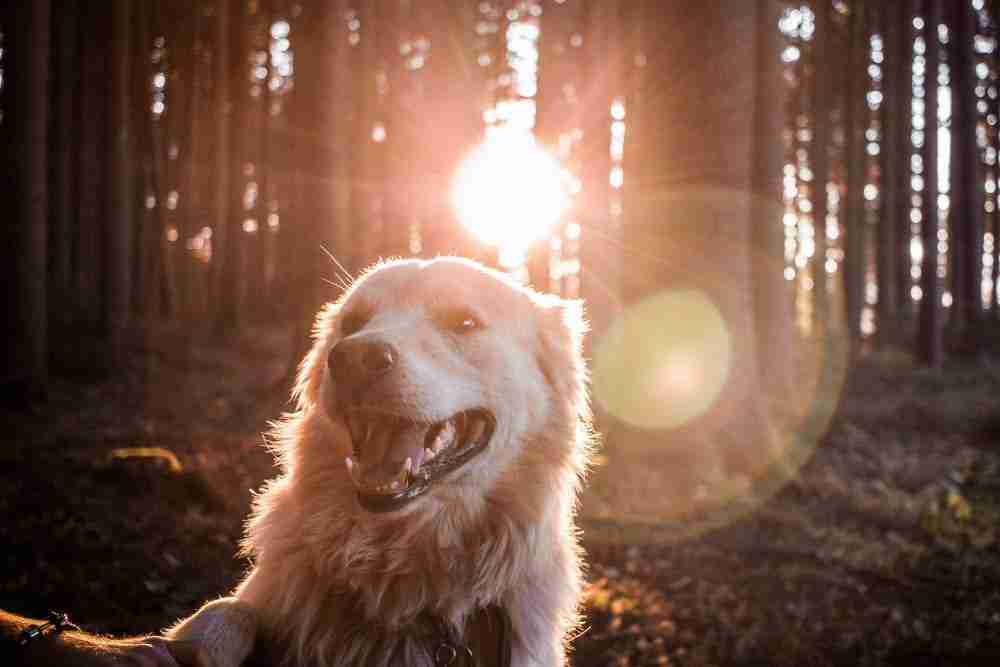 Geen excuses meer: een hond blijkt goed voor je gezondheid
